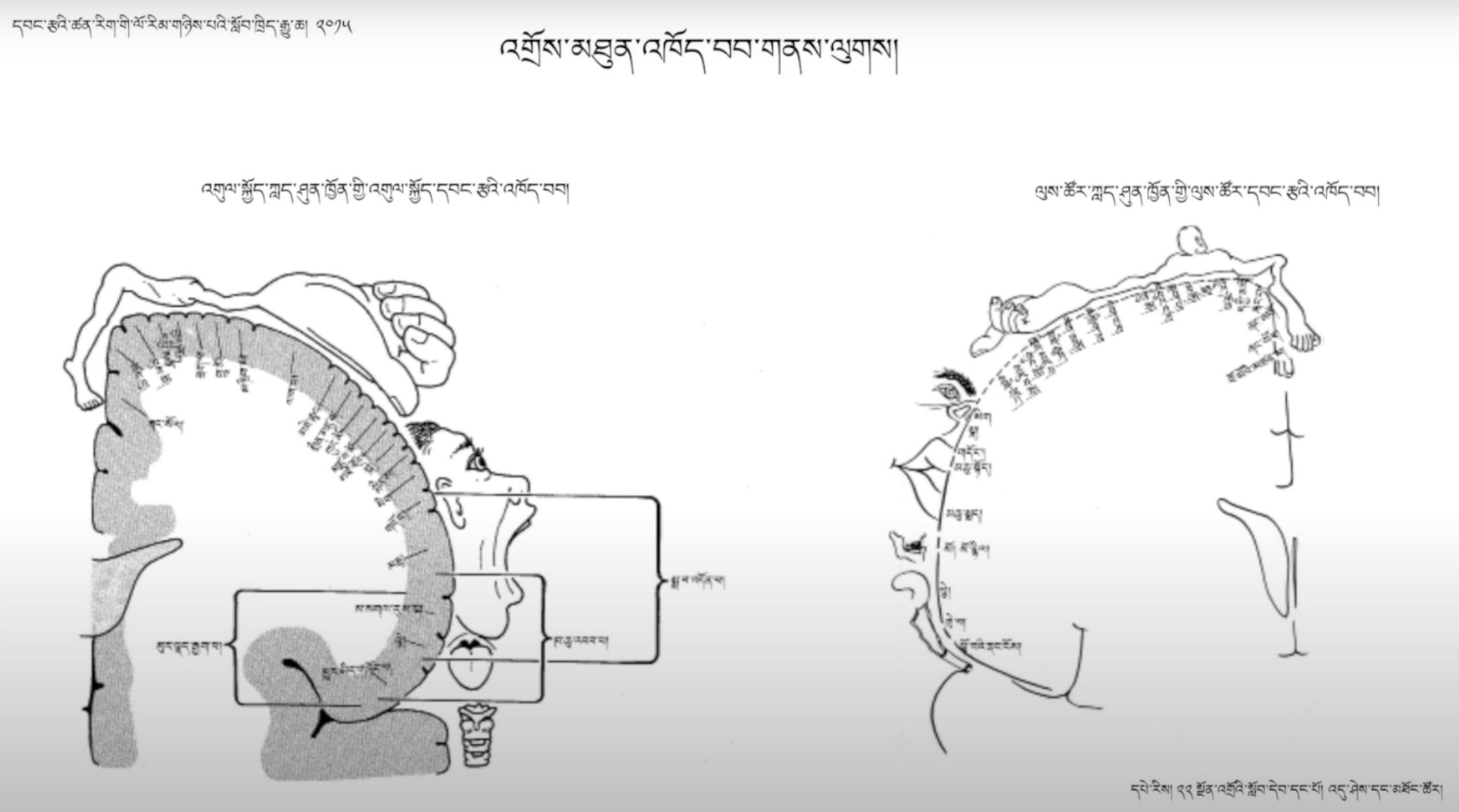 Neuroscience Course 2: Perception and Vision (~12h)